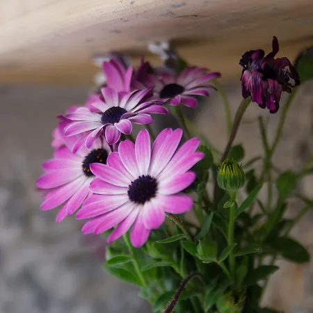 Cavo Kortia Aparthotel Kyparissia