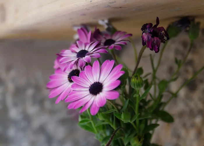 Cavo Kortia Lägenhetshotell Kyparissia